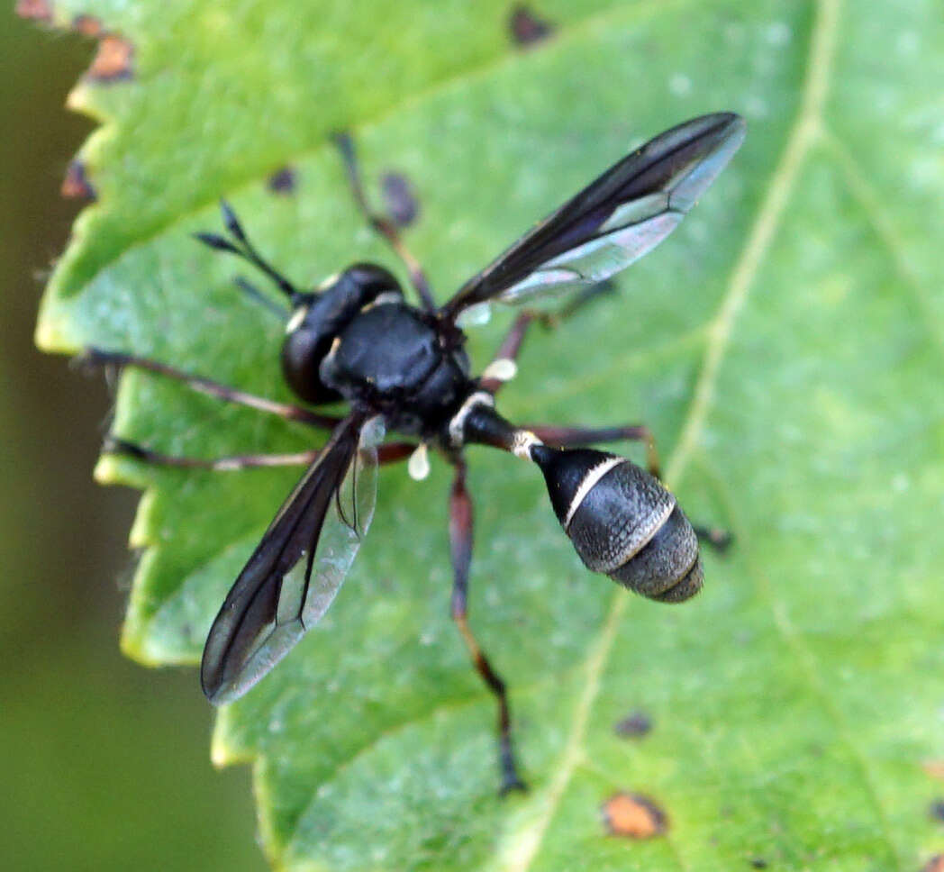 Image of Physocephala furcillata (Williston 1882)