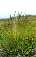 Image of alpine fescue