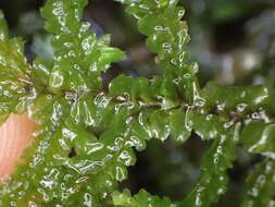 Image of Plagiochila stephensoniana Mitt.