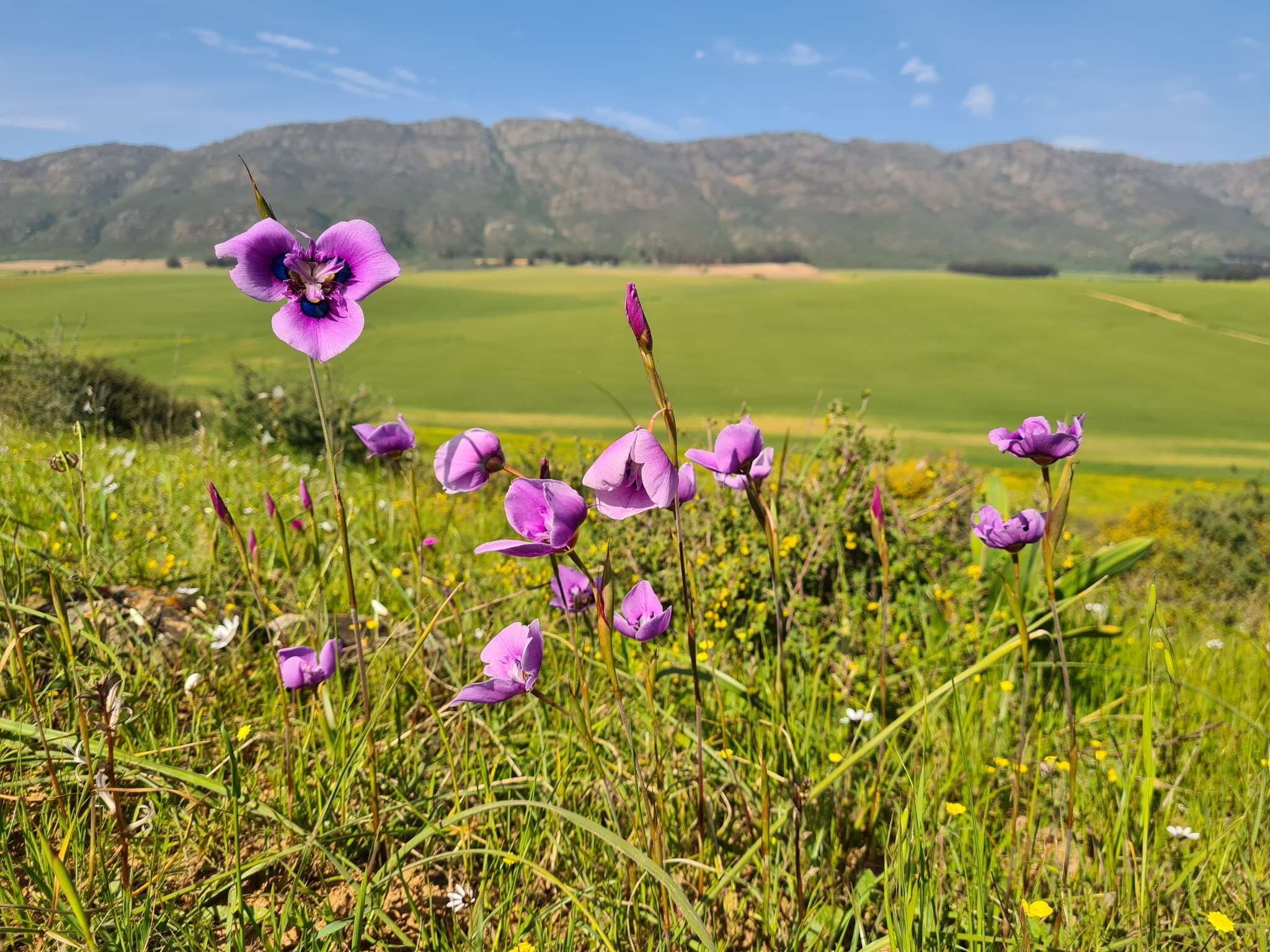 Image of Peacock moraea