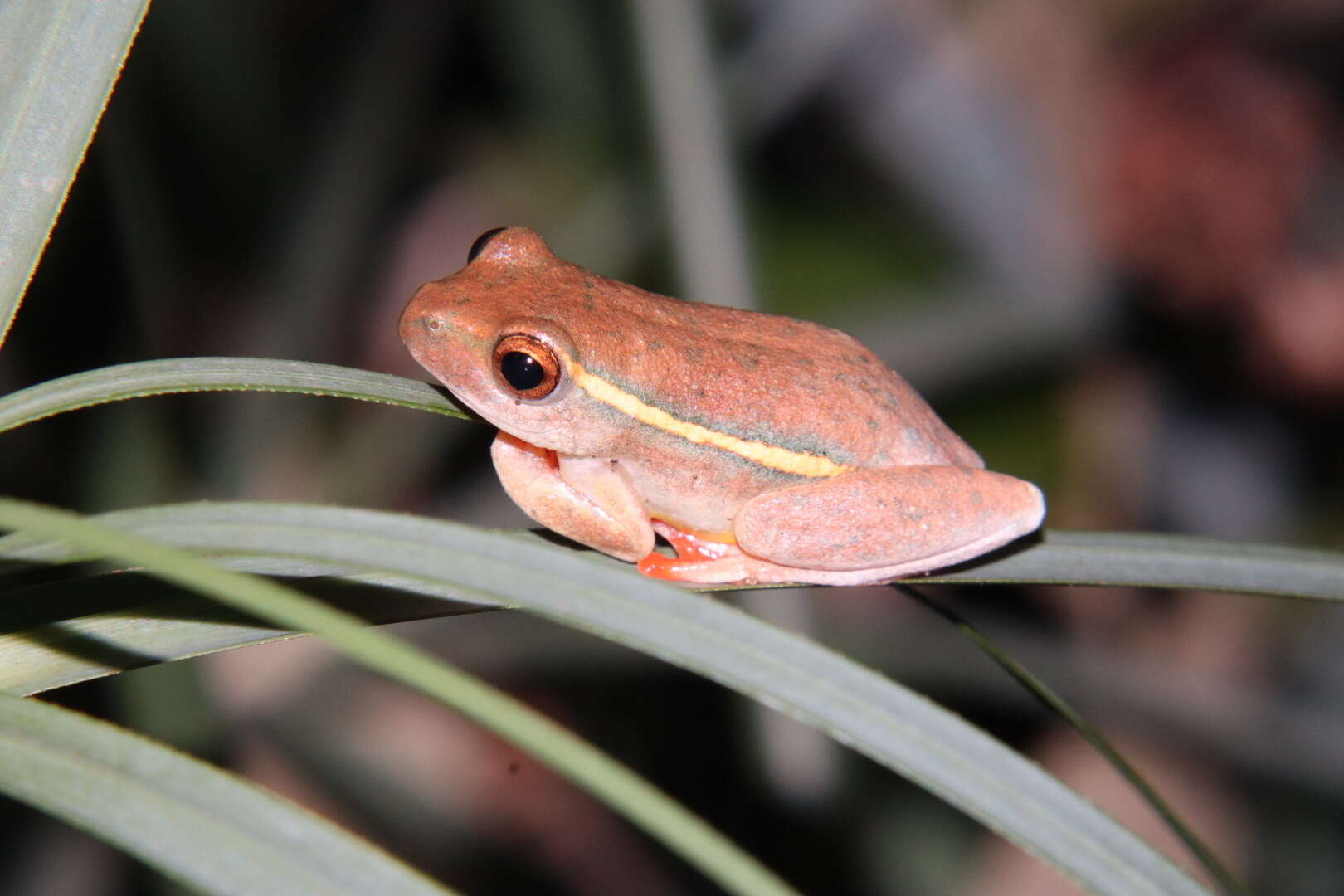 Image of Yellow-striped Reed Frog