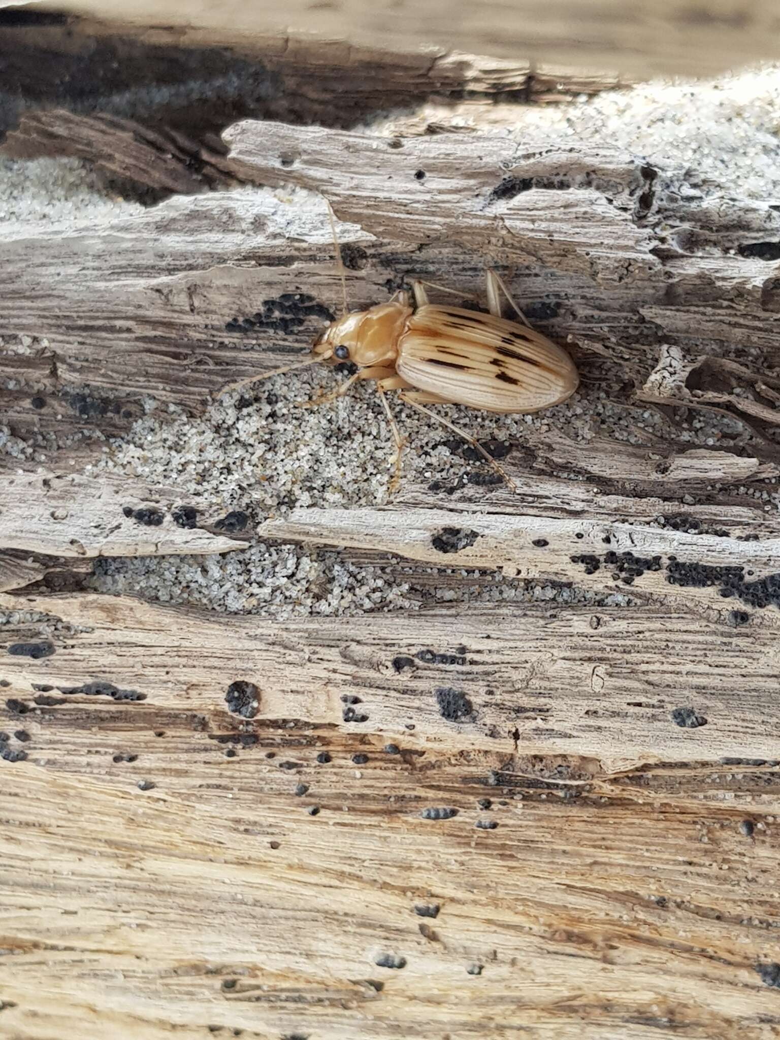 Sivun Nebria (Eurynebria) complanata (Linnaeus 1767) kuva