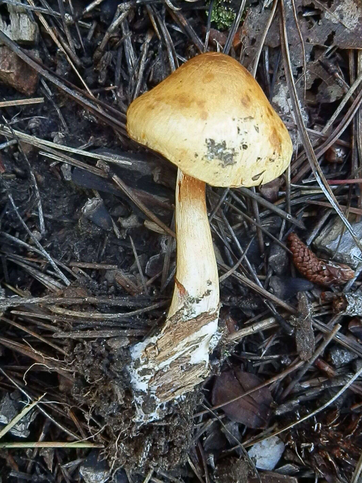 Imagem de Cortinarius delibutus Fr. 1838