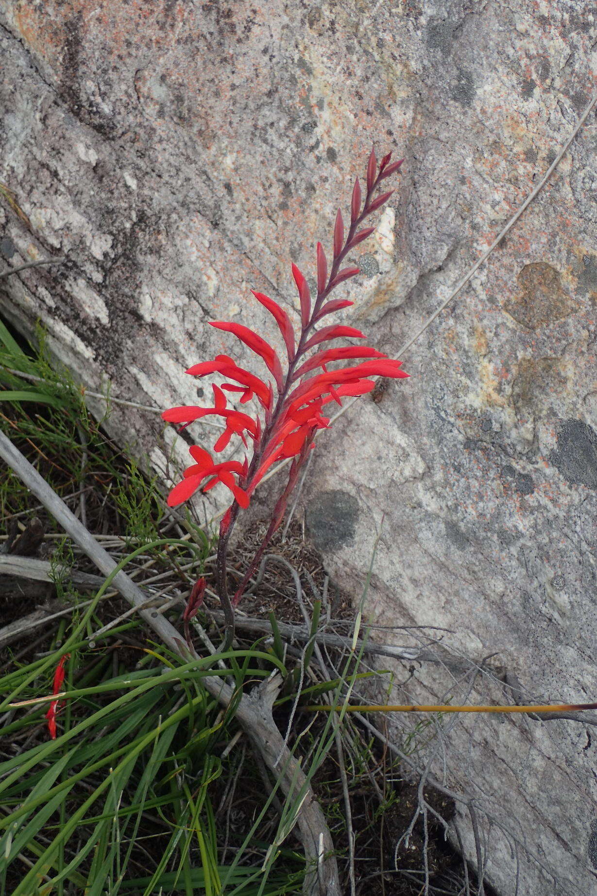 Image de Tritoniopsis caffra (N. E. Br.) Goldblatt & J. C. Manning