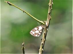 Image de Falcuna orientalis (Bethune-Baker 1906)