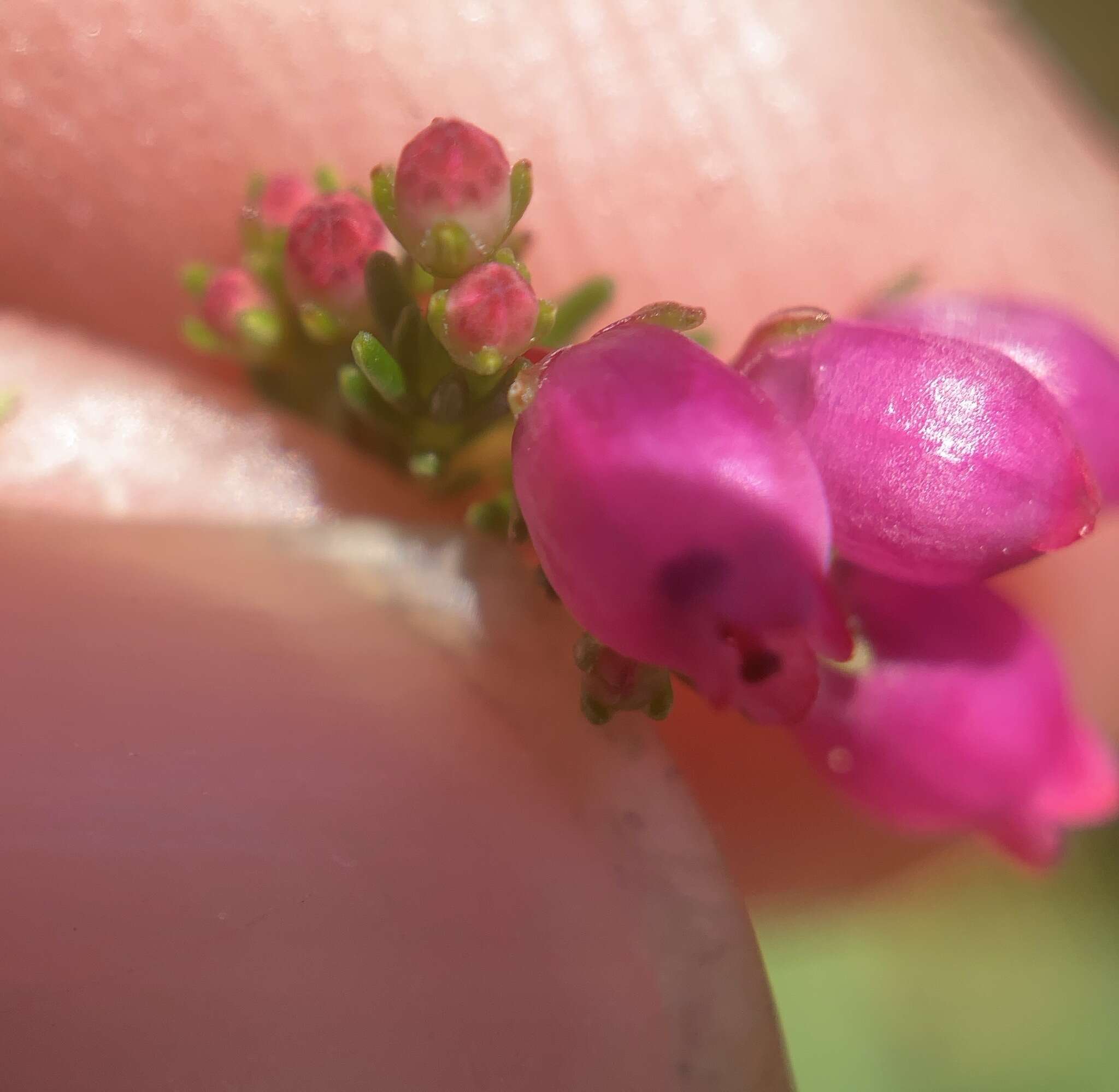 Image of Erica gracilis Wendl.