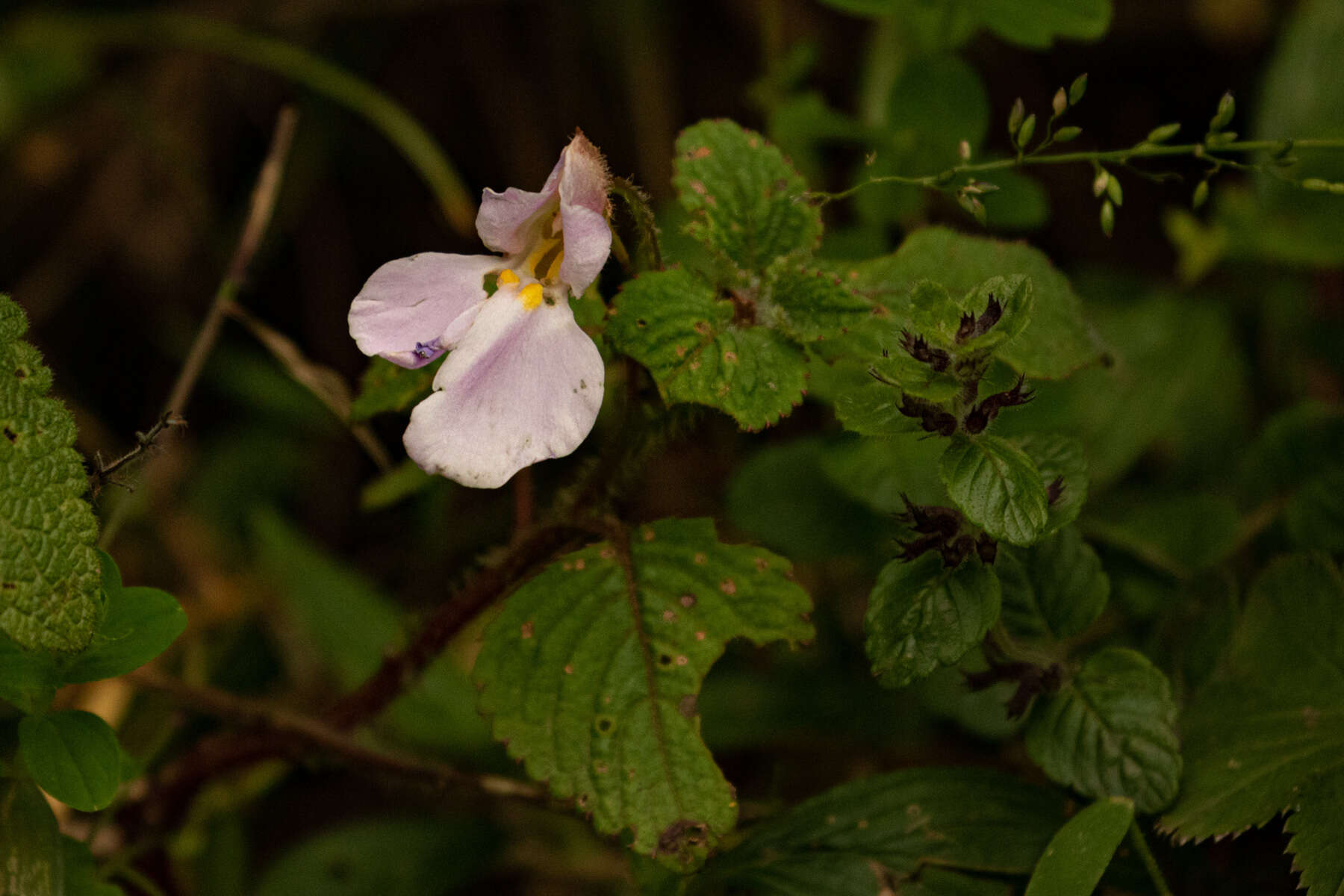 Impatiens burtonii Hook. fil. resmi