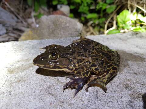 Image of Chinese Edible Frog