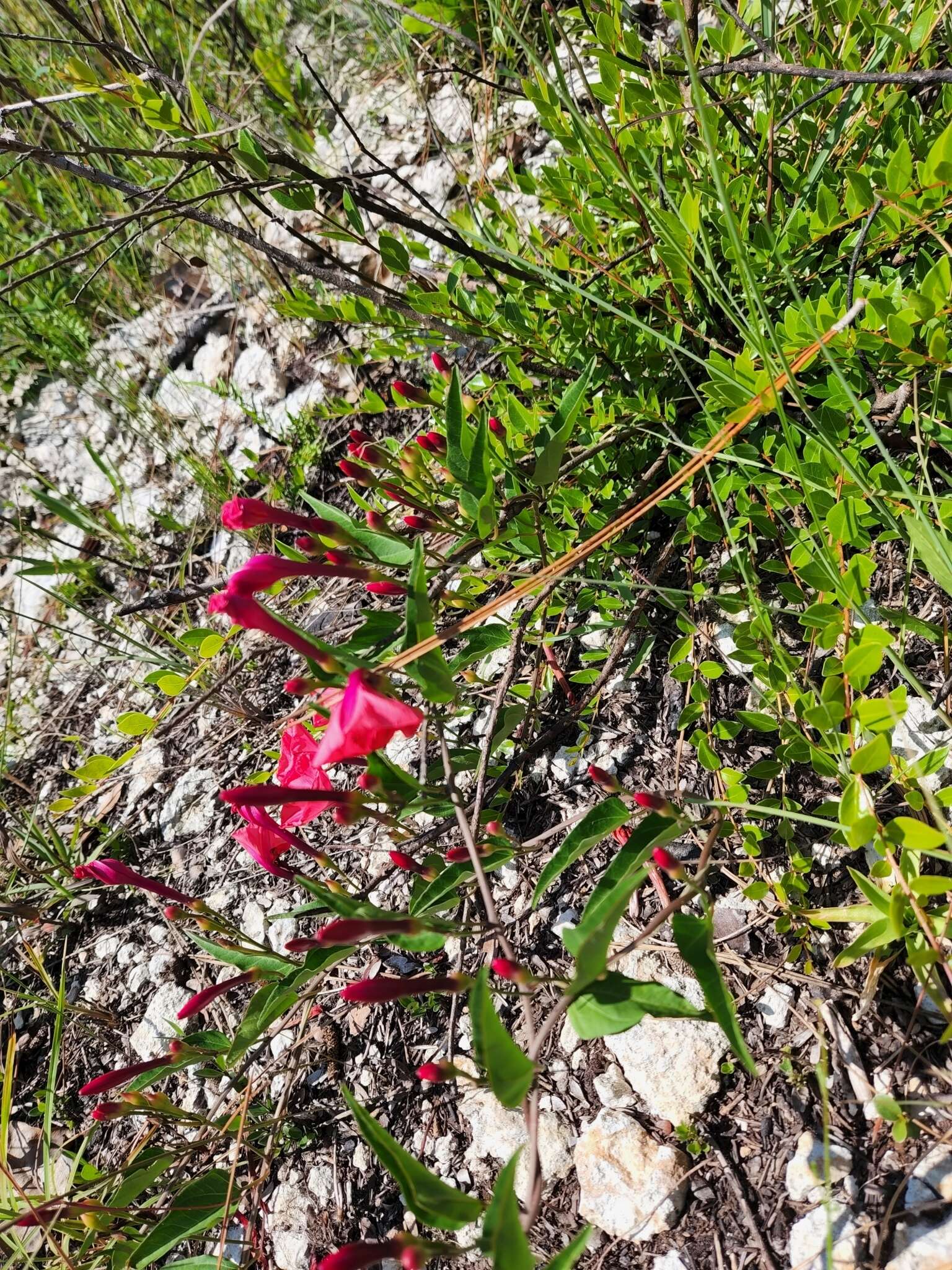 Слика од Ipomoea microdactyla Griseb.