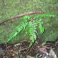 Image de Asplenium tenuifolium D. Don