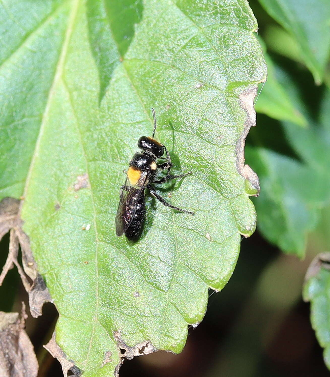 Leioproctus flavomaculatus (Cockerell 1905) resmi