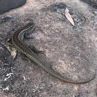 Image of White's Rock-skink