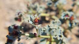 Image of Euphorbia copiapina Phil.