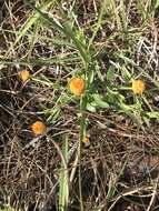 Sivun Polygala lutea L. kuva