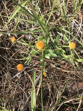 Sivun Polygala lutea L. kuva