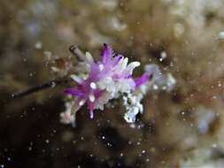 Image of Okenia purpurata Rudman 2004