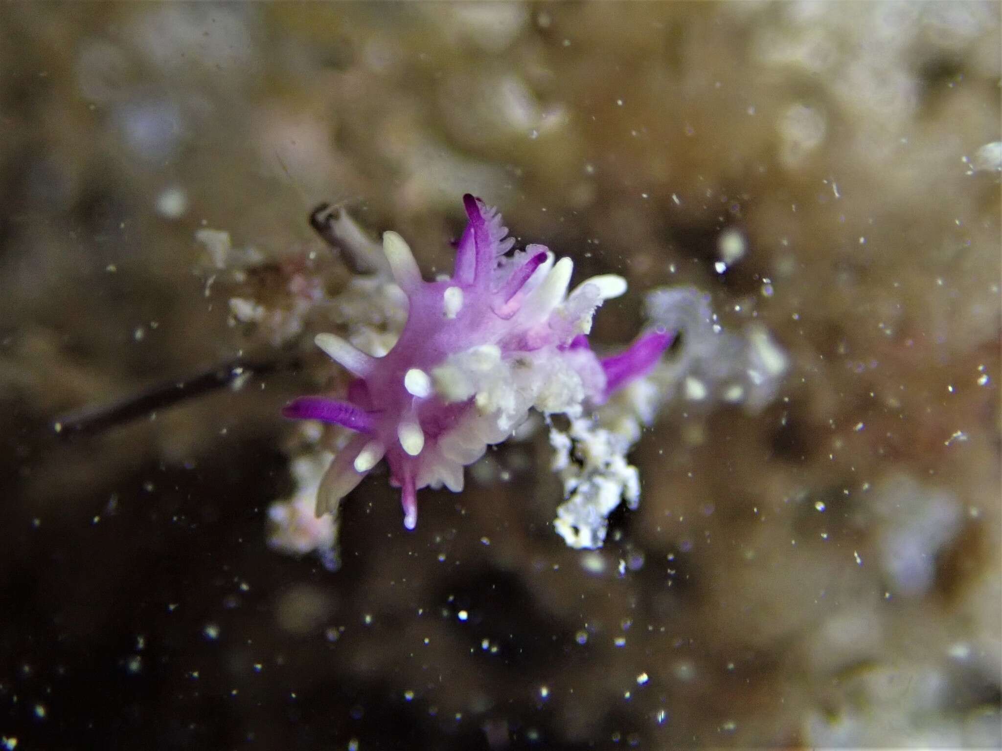 Image of Okenia purpurata Rudman 2004