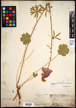 Image of Oregon checkerbloom
