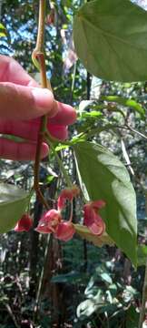 Image of Begonia radicans Vell.