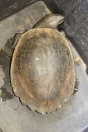 Image of White Throated Snapping Turtle