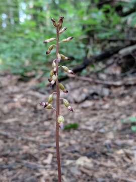 Image of autumn coralroot