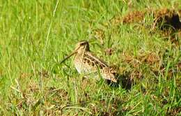 Image of Pin-tailed Snipe