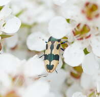 Image of Castiarina interstitialis (Carter 1931)