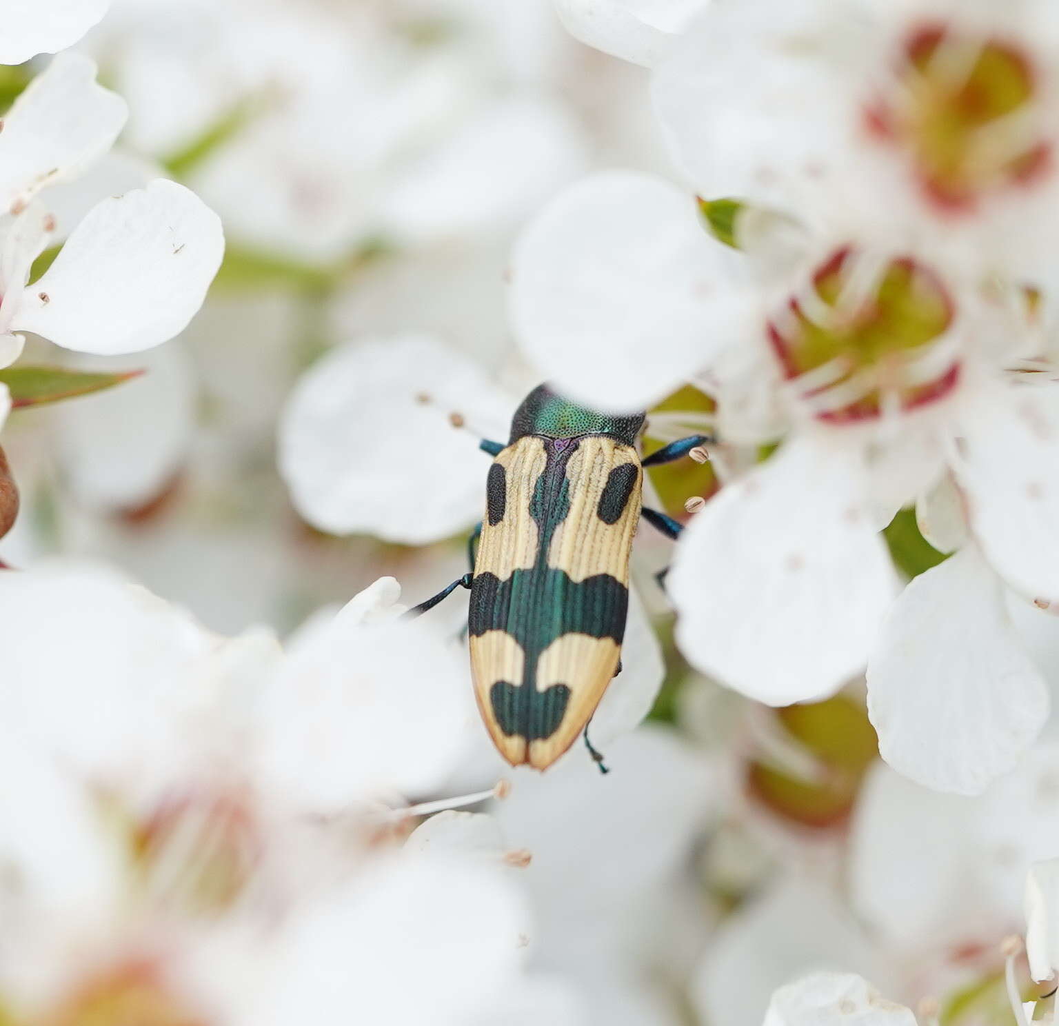 Image of Castiarina interstitialis (Carter 1931)