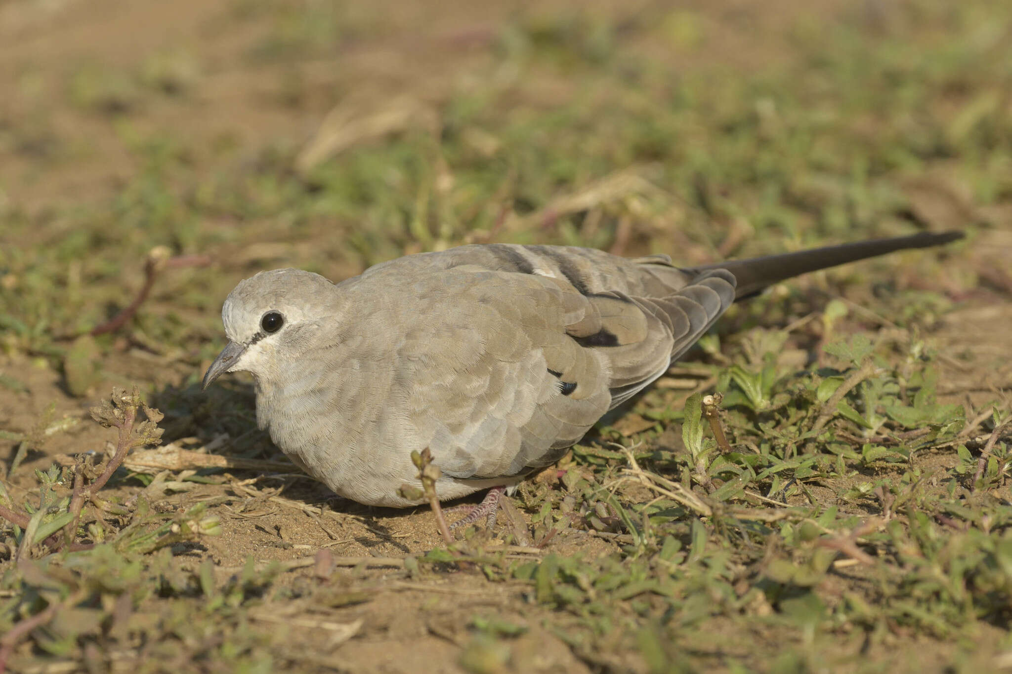 Image of Oena capensis capensis (Linnaeus 1766)