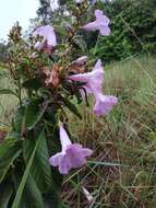 Plancia ëd Ipomoea argentea Meisn.