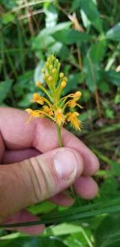 Image of Chapman's Fringed Orchid