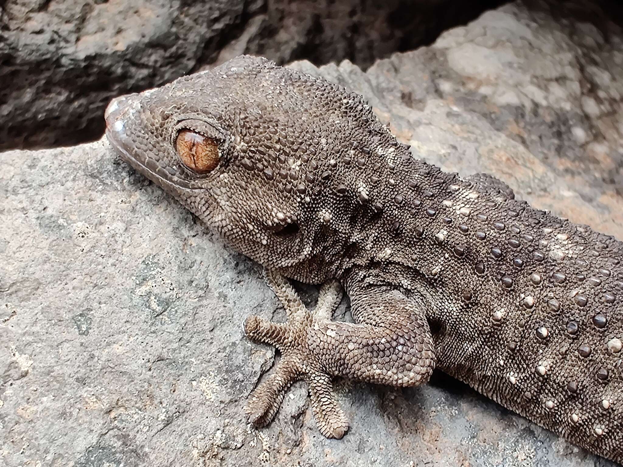 Image of Gomero Wall Gecko