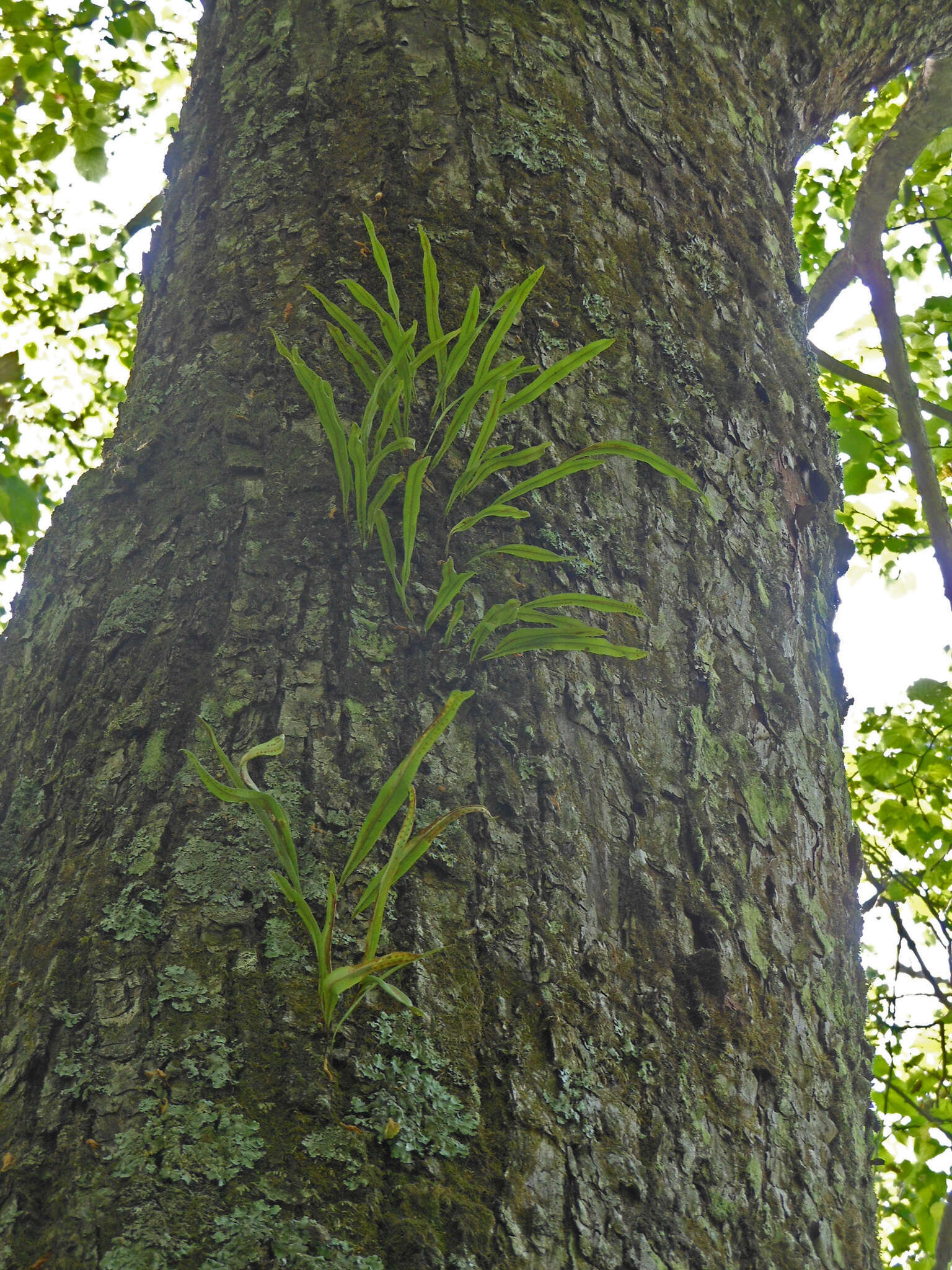 Image of Lepisorus ussuriensis (Regel & Mack.) Ching