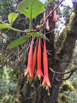 Image of Fuchsia apetala Ruiz & Pav.