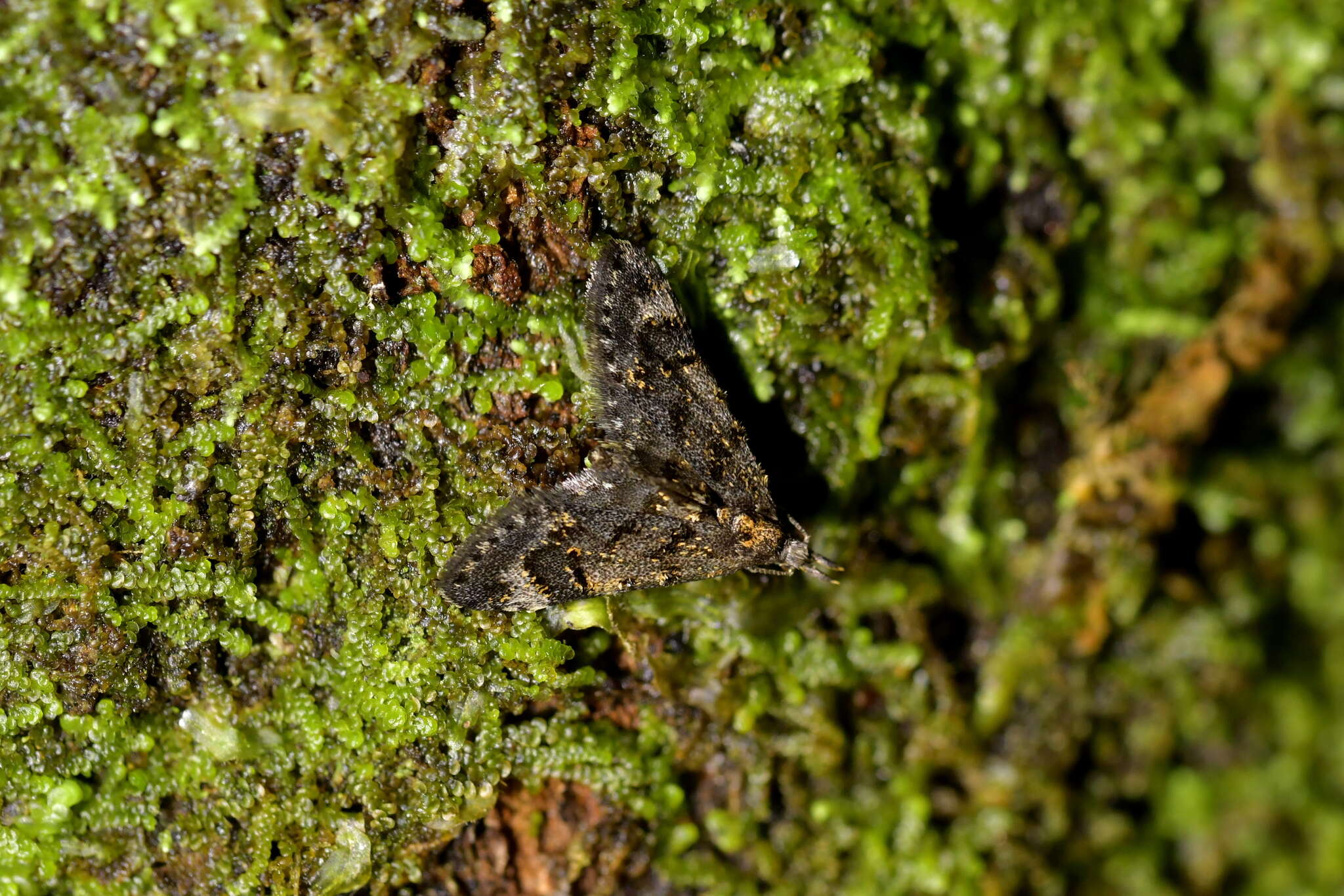 Image of Isonomeutis amauropa Meyrick 1887