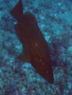 Image of Comb Grouper