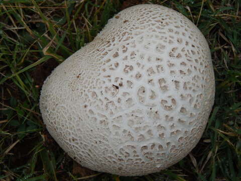 Image of Western giant puffball