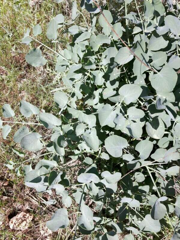 Image of Glaucosciadium cordifolium (Boiss.) Burtt & Davis