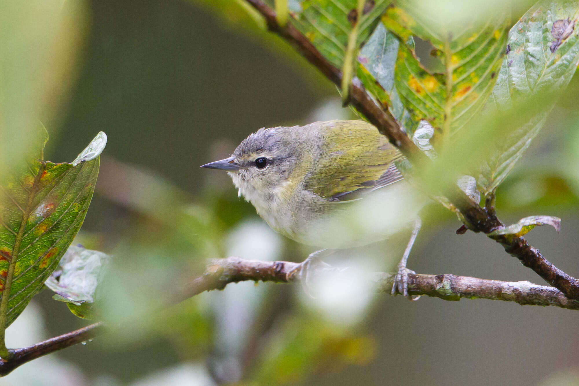 Image of Tennessee Warbler