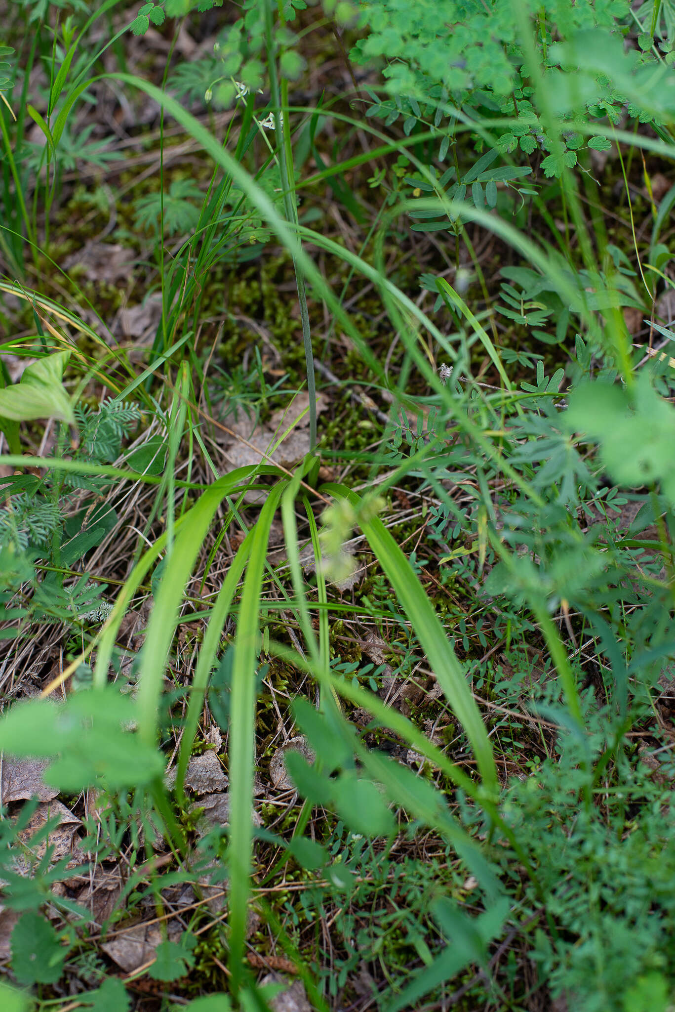 Image of Anticlea sibirica (L.) Kunth