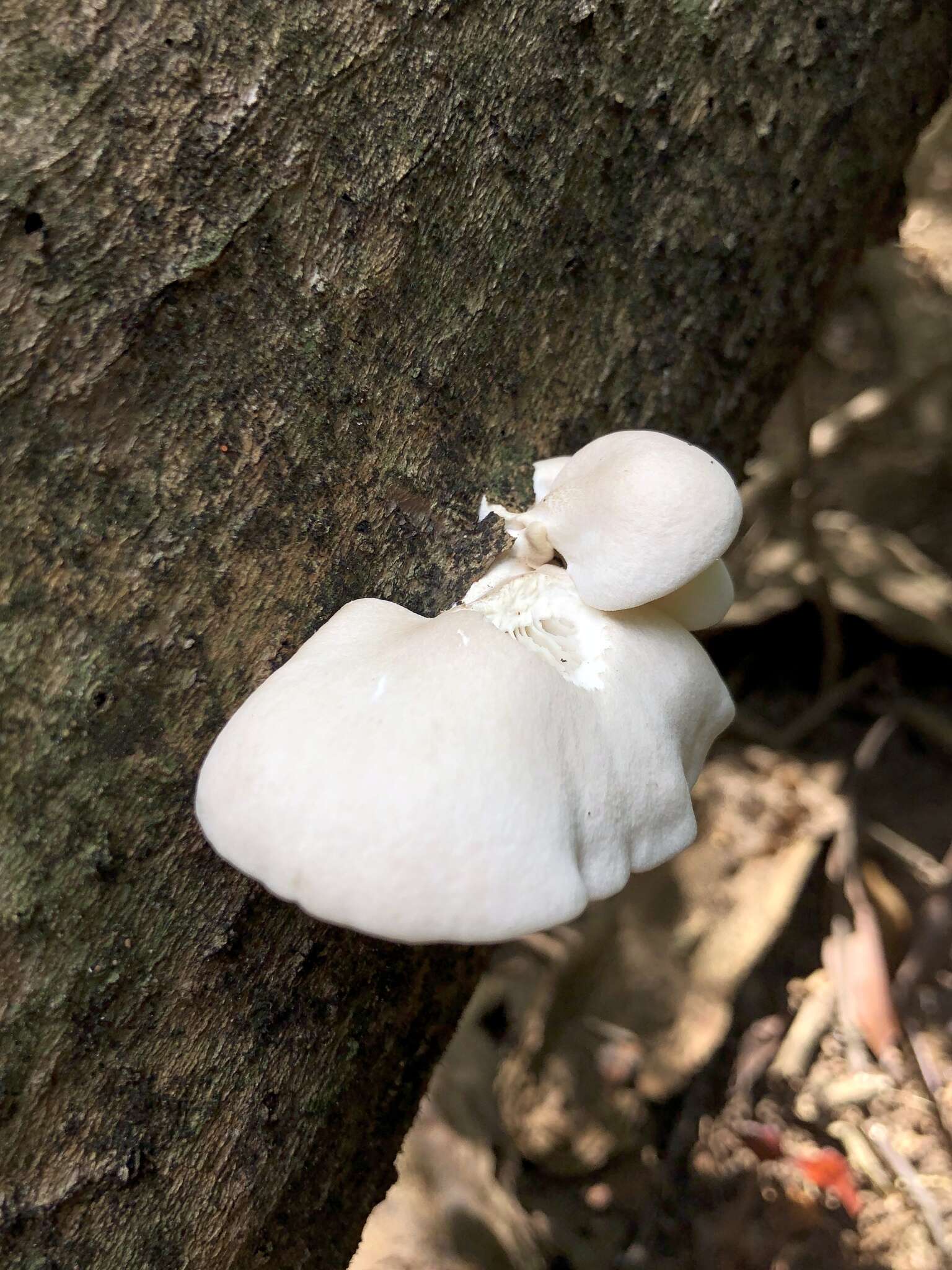 Image of Pleurotus albidus (Berk.) Pegler 1983