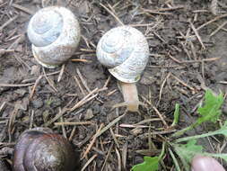 Image of Oregon Forestsnail