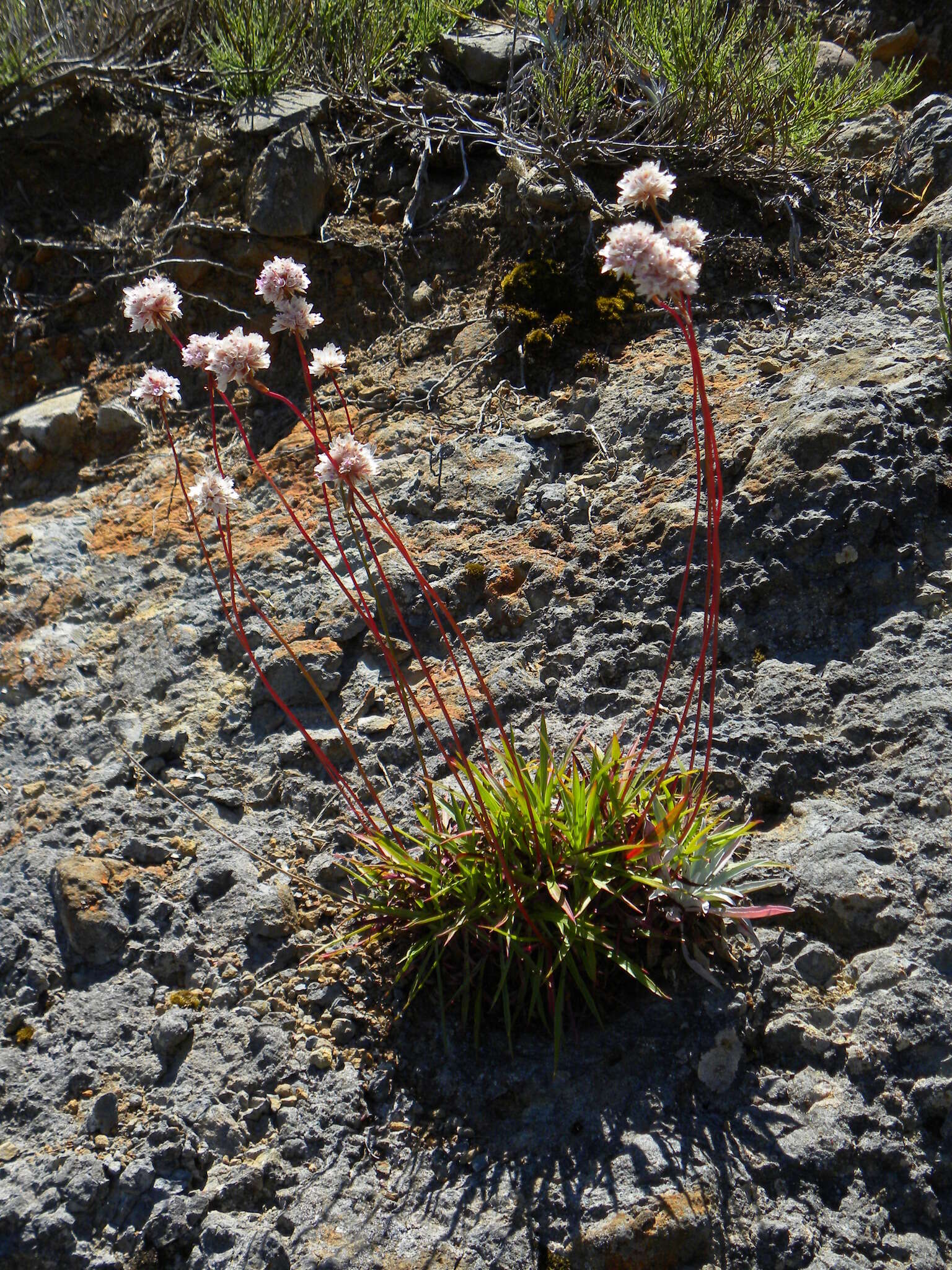 Image of Armeria maderensis Lowe