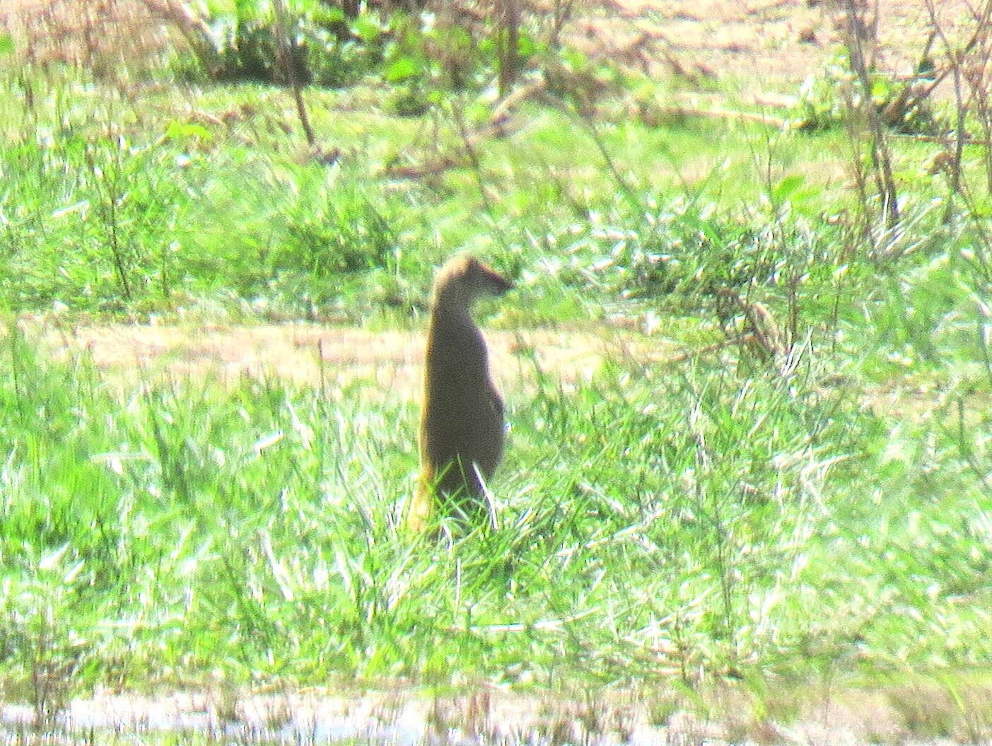 Image of Yellow Mongoose