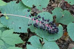 Image of Actaea spicata var. acuminata (Wall. ex Royle) Hara