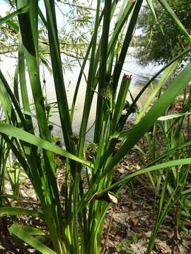 Image de Rubanier d'eau