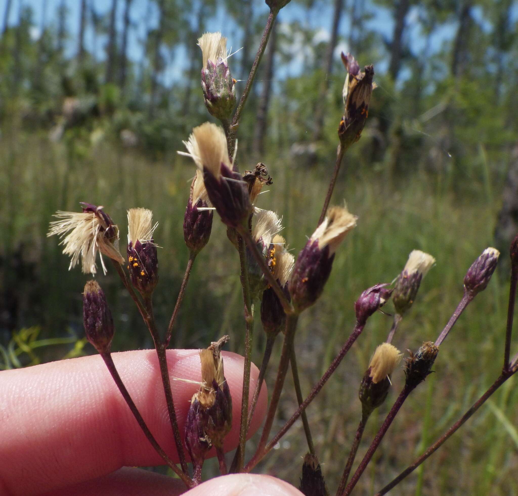 صورة Vernonia blodgettii Small