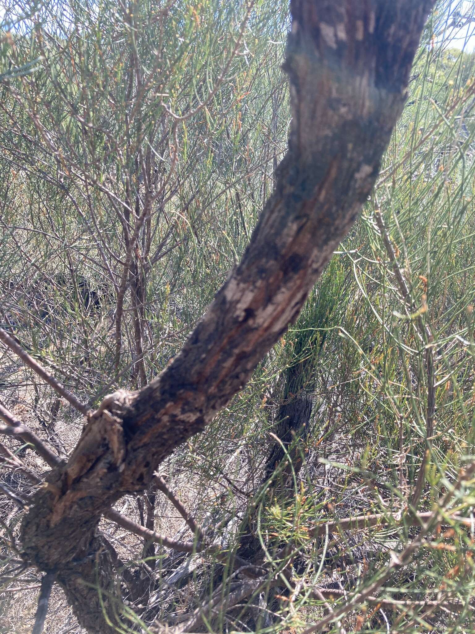 Image of Allocasuarina campestris (Diels) L. Johnson