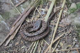 Image of Vipera berus bosniensis Boettger 1889