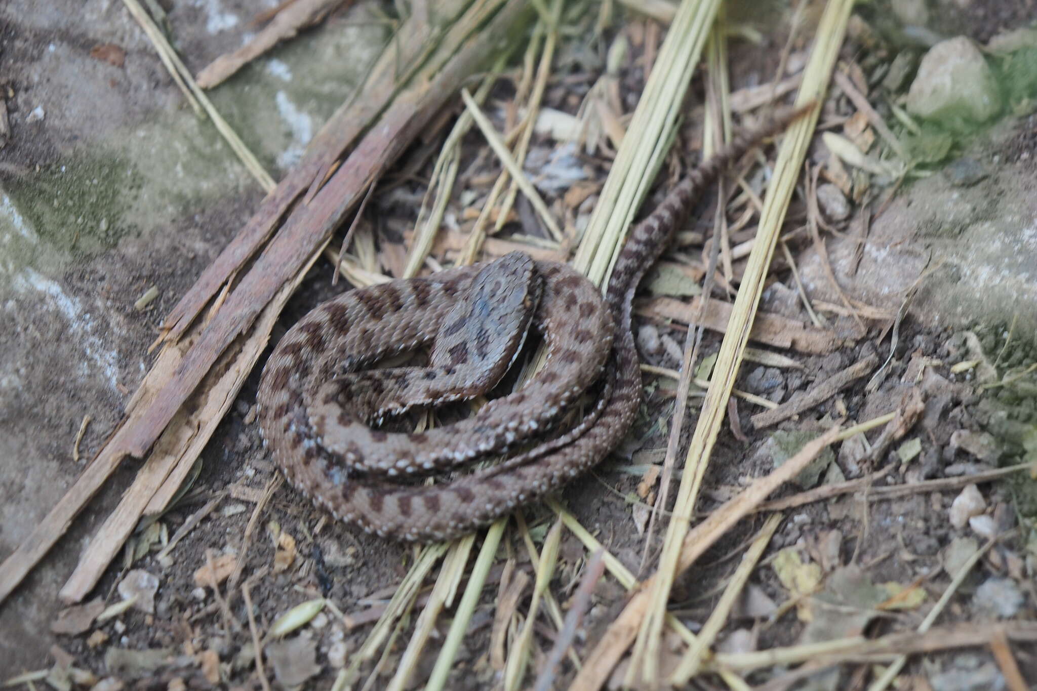 Imagem de Vipera berus bosniensis Boettger 1889